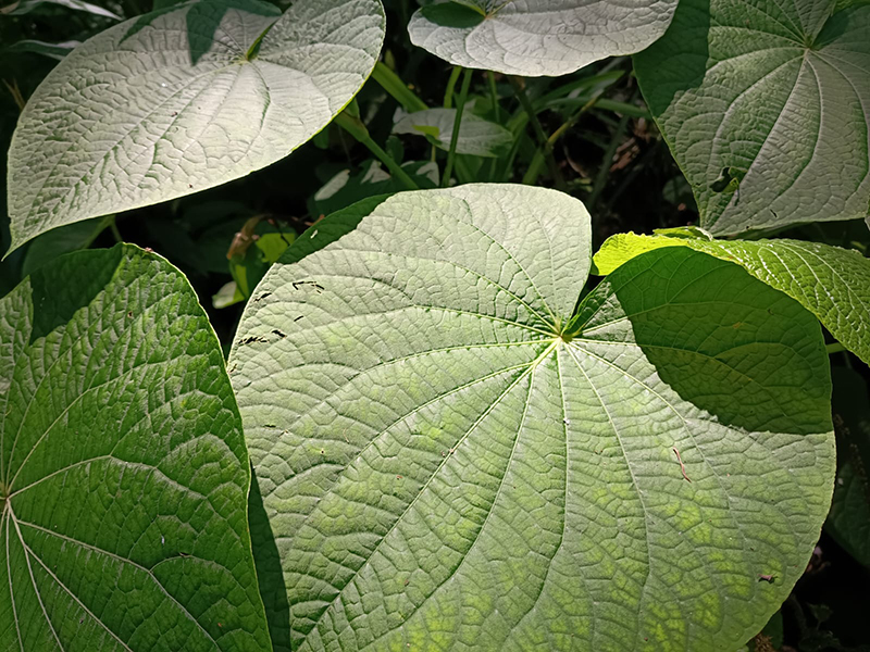 Artigo 1267 sem título